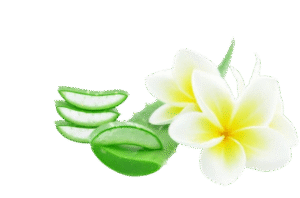 Aloe Vera Gel (Face Cupping)