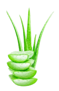 Aloe-Vera-Cream-Massage-1